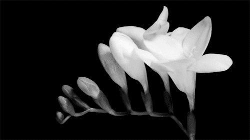 Decorative monochrome animation