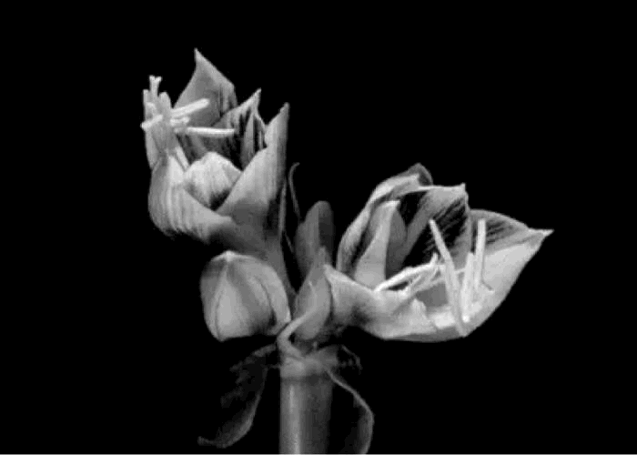 Second decorative monochrome animation